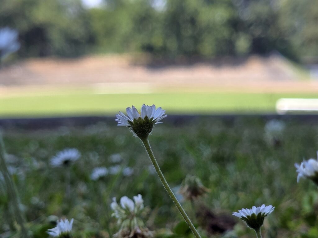 Gänseblümchen im Altenburger Stadion